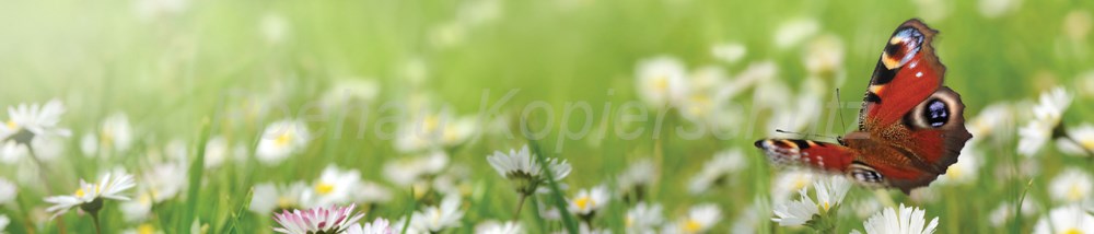 Bild 1 von AvS13229IL9999 Pfauenauge Schmetterling Wiese  / (Material) Hartschaum-Rückwand / (Schutzschicht) kein Schutzlack / (Langzeitgarantie) ohne Langzeitgarantie