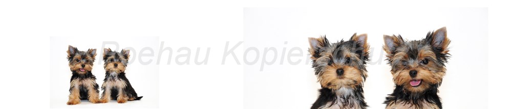 Bild 1 von AvS8091IL4157 Hund Yorkshire Terrier  / (Material) Acryl-Rückwand / (Schutzschicht) für Wandverschraubung / (Langzeitgarantie) ohne Langzeitgarantie