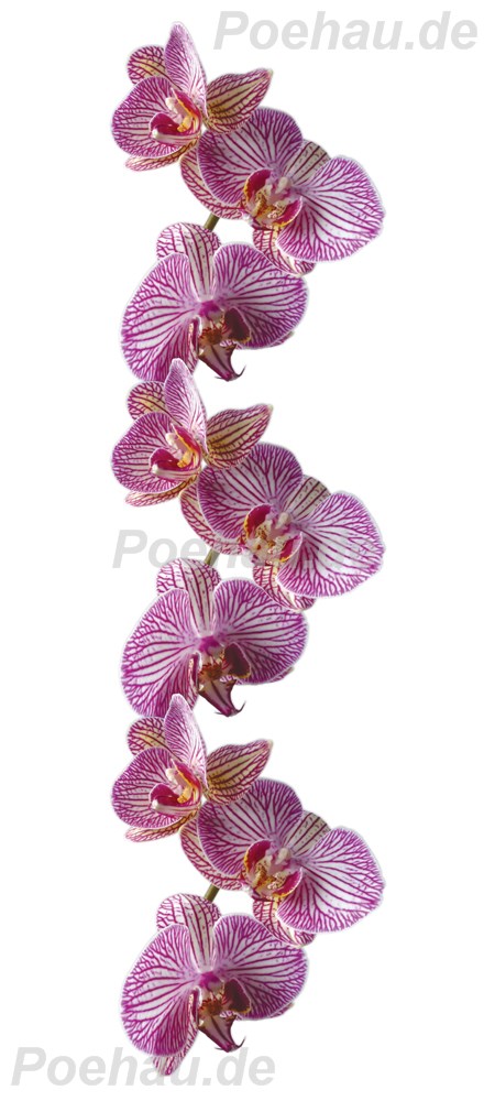 Bild 1 von Bad191112VL0001 Orchidee  / (Material) Aluverbund-Rückwand / (Schutzschicht) UV Hartlack matt / (Langzeitgarantie) ohne Langzeitgarantie