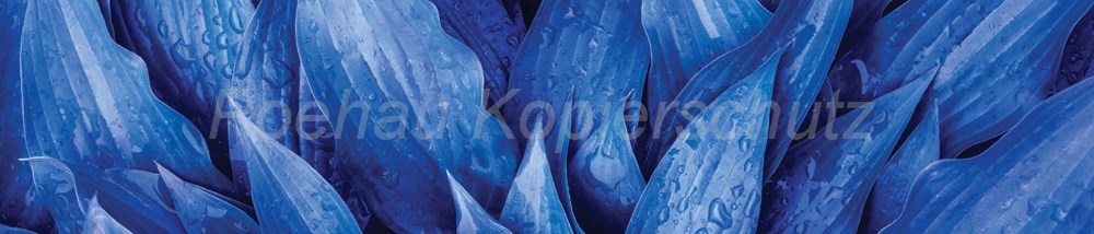 Bild 1 von AvS12182IL6299 blaue Blätter  / (Material) Hartschaum-Rückwand / (Schutzschicht) UV Hartlack matt / (Langzeitgarantie) ohne Langzeitgarantie