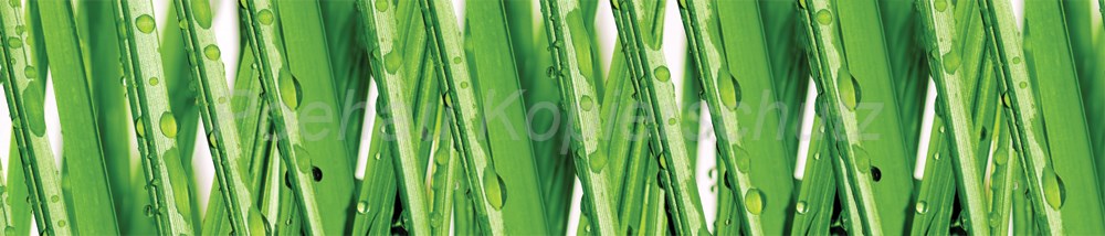 Bild 1 von AvS5713IL2916 Gras Tropfen  / (Material) Hartschaum-Rückwand / (Schutzschicht) UV Hartlack glänzend / (Langzeitgarantie) ohne Langzeitgarantie