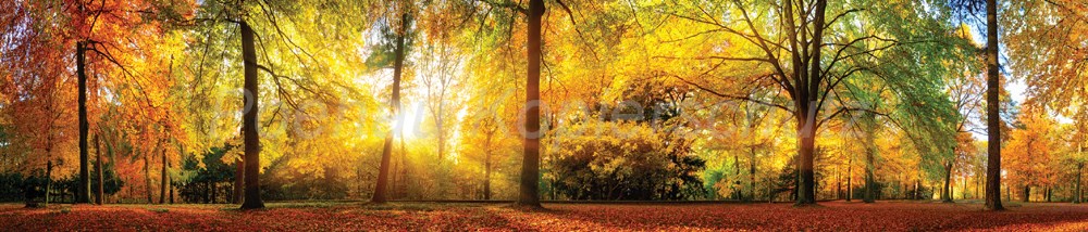 Bild 1 von AvS11951IL7853A Wald Sonne Herbst Laub