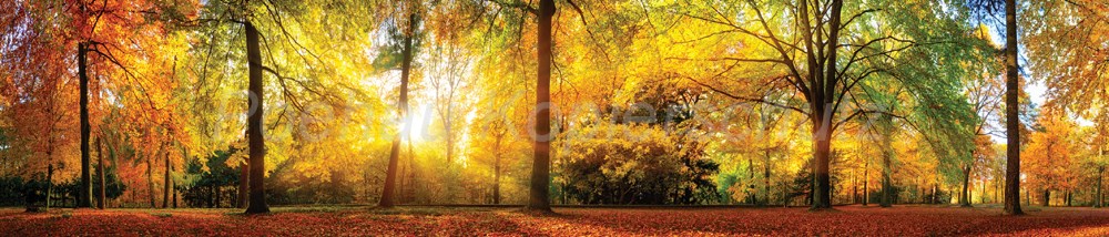 Bild 1 von AvS11951IL7853A Wald Sonne Herbst Laub  / (Material) Acryl-Rückwand / (Schutzschicht) für Wandverschraubung / (Langzeitgarantie) ohne Langzeitgarantie