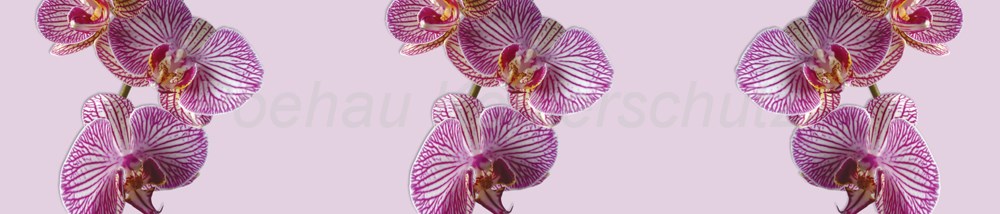 Bild 1 von AvS180611VL0001 Orchidee  / (Material) Hartschaum-Rückwand / (Schutzschicht) UV Hartlack matt / (Langzeitgarantie) ohne Langzeitgarantie