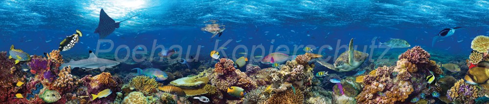 Bild 1 von AvS13692IL0677 Fische Südsee  / (Material) Aluverbund-Rückwand / (Schutzschicht) kein Schutzlack / (Langzeitgarantie) mit Langzeitgarantie* 3 Jahre