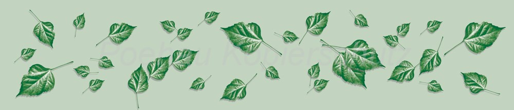 Bild 1 von AvS170731VL0001B Weinlaub  / (Material) Aluverbund-Rückwand / (Schutzschicht) UV Hartlack glänzend / (Langzeitgarantie) mit Langzeitgarantie* 5 Jahre