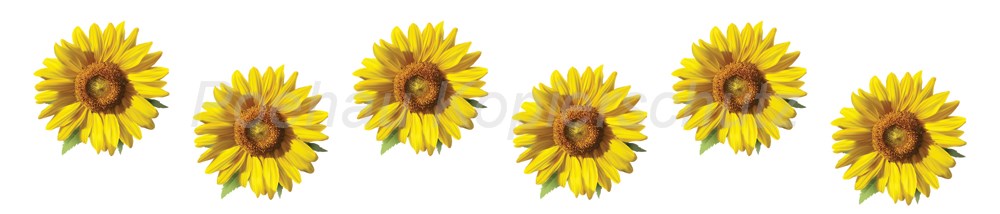 Bild 1 von AvS9547TL7686A Sonnenblumen  / (Material) Hartschaum-Rückwand / (Schutzschicht) UV Hartlack glänzend mit Abperleffekt / (Langzeitgarantie) ohne Langzeitgarantie