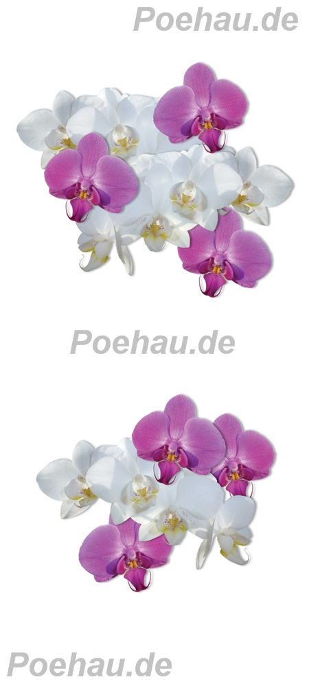 Bild 1 von Bad200130VL0001 Orchidee