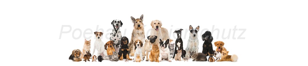 Bild 1 von AvS13927IL3200 Hund Katze Maus  / (Material) Hartschaum-Rückwand / (Schutzschicht) kein Schutzlack / (Langzeitgarantie) ohne Langzeitgarantie