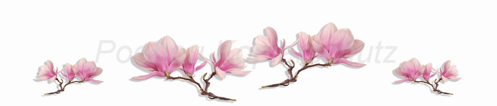 Bild 1 von AvS12229VL9743B Magnolie  / (Material) Hartschaum-Rückwand / (Schutzschicht) UV Hartlack glänzend mit Abperleffekt / (Langzeitgarantie) ohne Langzeitgarantie