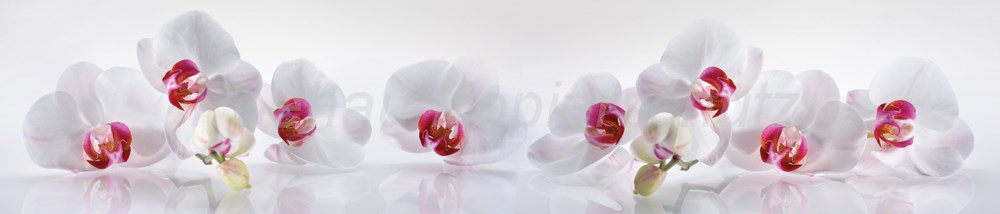 Bild 1 von AvS3774TL0973 Orchideen  / (Material) Acryl-Rückwand / (Schutzschicht) für Wandverklebung / (Langzeitgarantie) mit Langzeitgarantie* 3 Jahre