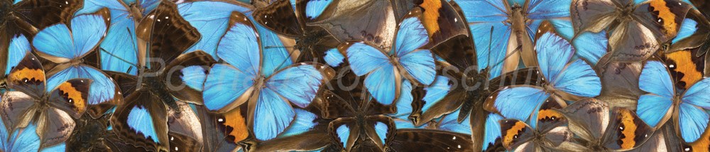 Bild 1 von AvS16842IL4495 Schmetterling blau  / (Material) Hartschaum-Rückwand / (Schutzschicht) UV Hartlack matt / (Langzeitgarantie) ohne Langzeitgarantie