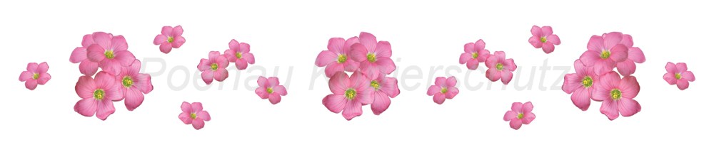 Bild 1 von AvS170724VL0006 Blüten rosa pink