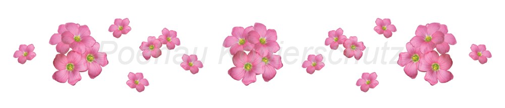 Bild 1 von AvS170724VL0006 Blüten rosa pink  / (Material) Hartschaum-Rückwand / (Schutzschicht) UV Hartlack matt / (Langzeitgarantie) ohne Langzeitgarantie