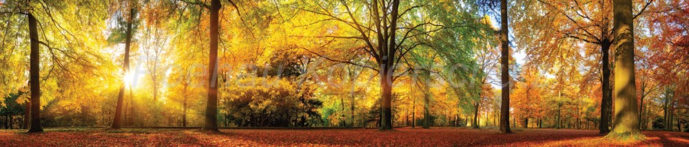 Bild 1 von AvS11951IL7853B Wald Sonne Herbst Laub