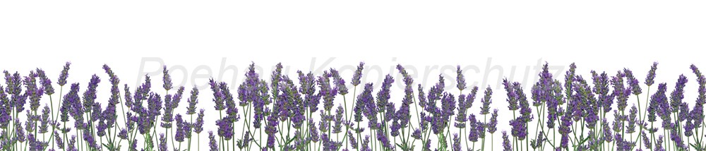 Bild 1 von AvS364IL1470 Lavendel