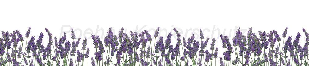 Bild 1 von AvS364IL1470 Lavendel  / (Material) Hartschaum-Rückwand / (Schutzschicht) UV Hartlack matt / (Langzeitgarantie) mit Langzeitgarantie* 5 Jahre