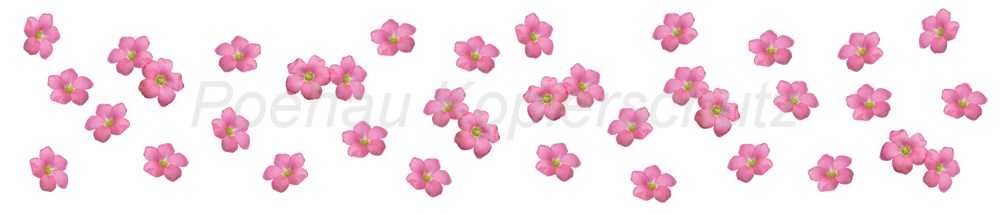 Bild 1 von AvS170724VL0007 Blüten rosa pink