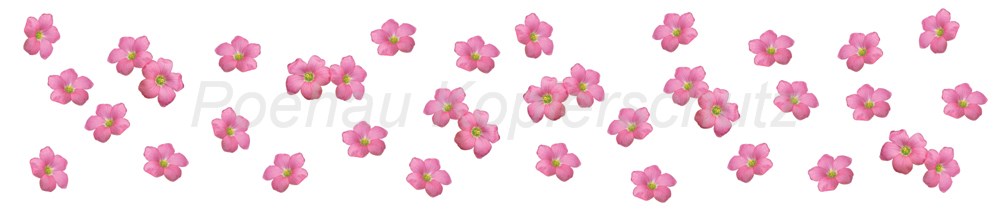 Bild 1 von AvS170724VL0007 Blüten rosa pink  / (Material) Hartschaum-Rückwand / (Schutzschicht) UV Hartlack matt / (Langzeitgarantie) ohne Langzeitgarantie