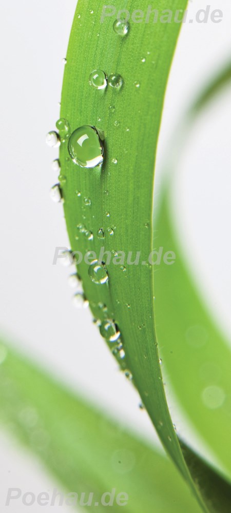 Bild 1 von Bad10730IL8034A Blatt Tropfen  / (Material) Acryl-Rückwand / (Schutzschicht) für Wandverschraubung / (Langzeitgarantie) ohne Langzeitgarantie