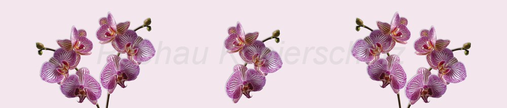 Bild 1 von AvS180612VL0001 Orchidee