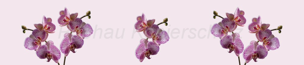 Bild 1 von AvS180612VL0001 Orchidee  / (Material) Hartschaum-Rückwand / (Schutzschicht) UV Hartlack matt / (Langzeitgarantie) ohne Langzeitgarantie