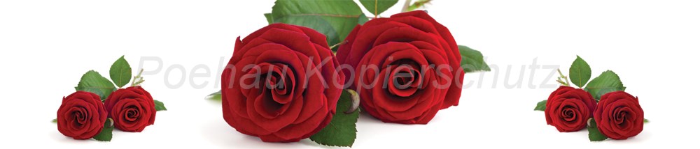 Bild 1 von AvS9965IL3267C rote Rosen  / (Material) Hartschaum-Rückwand / (Schutzschicht) UV Hartlack matt / (Langzeitgarantie) ohne Langzeitgarantie