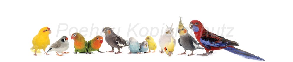 Bild 1 von AvS11440IL8203 Papageien Wellensittiche  / (Material) Acryl-Rückwand / (Schutzschicht) für Wandverschraubung / (Langzeitgarantie) ohne Langzeitgarantie