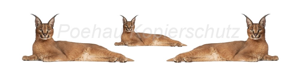 Bild 1 von AvS3324TL0814A Luchs  / (Material) Hartschaum-Rückwand / (Schutzschicht) UV Hartlack glänzend mit Abperleffekt / (Langzeitgarantie) ohne Langzeitgarantie