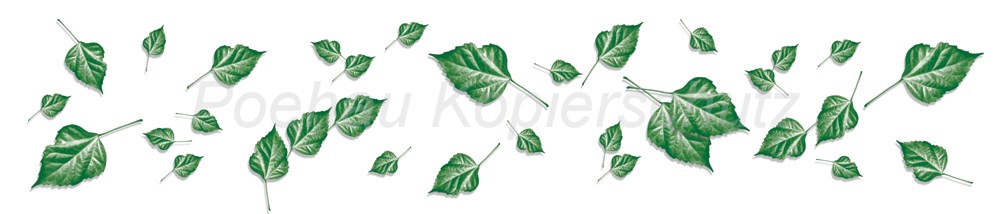 Bild 1 von AvS170731VL0001A Weinlaub  / (Material) Acryl-Rückwand / (Schutzschicht) für Wandverklebung / (Langzeitgarantie) mit Langzeitgarantie*