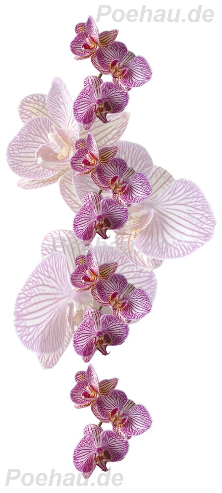 Bild 1 von Bad191112VL0002 Orchidee