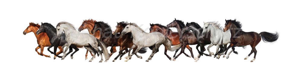 Bild 1 von AvS12203IL4944 Pferde  / (Material) Acryl-Rückwand / (Schutzschicht) für Wandverklebung / (Langzeitgarantie) ohne Langzeitgarantie*