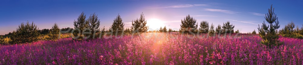 Bild 1 von AvS8573IL0970 Berge Himmel Wiese Sonnenaufgang  / (Material) Hartschaum-Rückwand / (Schutzschicht) kein Schutzlack / (Langzeitgarantie) ohne Langzeitgarantie