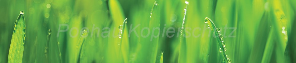 Bild 1 von AvS13230IL3830 Gras  / (Material) Hartschaum-Rückwand / (Schutzschicht) UV Hartlack glänzend mit Abperleffekt / (Langzeitgarantie) ohne Langzeitgarantie