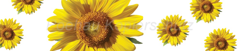 Bild 1 von AvS9547TL7686B Sonnenblumen  / (Material) Hartschaum-Rückwand / (Schutzschicht) UV Hartlack glänzend mit Abperleffekt / (Langzeitgarantie) ohne Langzeitgarantie