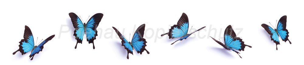 Bild 1 von AvS8439TL6633B Schmetterling blau  / (Material) Aluverbund-Rückwand / (Schutzschicht) UV Hartlack glänzend mit Abperleffekt / (Langzeitgarantie) mit Langzeitgarantie* 5 Jahre