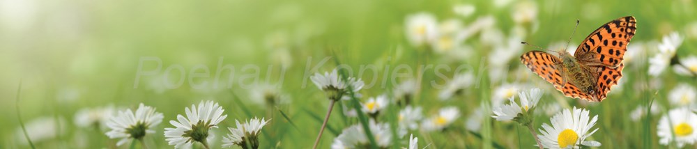 Bild 1 von AvS13779IL0453 Schmetterling Wiese  / (Material) Hartschaum-Rückwand / (Schutzschicht) kein Schutzlack / (Langzeitgarantie) mit Langzeitgarantie* 3 Jahre