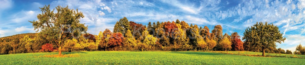 Bild 1 von AvS12205IL8466 Herbst Bäume Wiese  / (Material) Hartschaum-Rückwand / (Schutzschicht) UV Hartlack matt / (Langzeitgarantie) ohne Langzeitgarantie