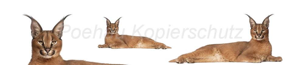 Bild 1 von AvS3324TL0814B Luchs  / (Material) Hartschaum-Rückwand / (Schutzschicht) UV Hartlack glänzend mit Abperleffekt / (Langzeitgarantie) ohne Langzeitgarantie