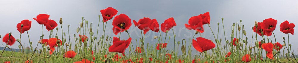 Bild 1 von AvS12197IL1473 Mohn Feld  / (Material) Hartschaum-Rückwand / (Schutzschicht) UV Hartlack matt / (Langzeitgarantie) ohne Langzeitgarantie