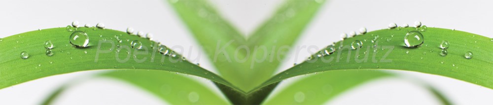 Bild 1 von AvS10730IL8034 Blatt Tropfen  / (Material) Hartschaum-Rückwand / (Schutzschicht) UV Hartlack glänzend / (Langzeitgarantie) ohne Langzeitgarantie