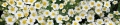 AvS12779IL5023 Blüten