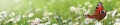AvS13229IL9999 Pfauenauge Schmetterling Wiese  / (Material) Hartschaum-Rückwand / (Schutzschicht) UV Hartlack glänzend mit Abperleffekt / (Langzeitgarantie) mit Langzeitgarantie* 5Jahre