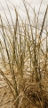 Bad2627VL1786C Strand Gras