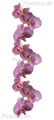 Bad191112VL0001 Orchidee