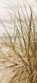 Bad2627VL1786B Strand Gras