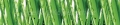 AvS5713IL2916 Gras Tropfen