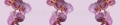 AvS180611VL0001 Orchidee  / (Material) Acryl-Rückwand / (Schutzschicht) für Wandverklebung / (Langzeitgarantie) ohne Langzeitgarantie*
