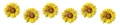 AvS9547TL7686A Sonnenblumen