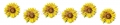 AvS9547TL7686A Sonnenblumen  / (Material) Acryl-Rückwand / (Schutzschicht) für Wandverklebung / (Langzeitgarantie) ohne Langzeitgarantie*